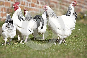 Poultry In Farmyard