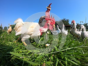 Poultry feeding on summer meadow 2