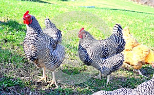 Poultry fowls in the barnyard