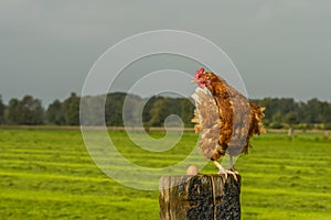 Poultry - Free range brown layer