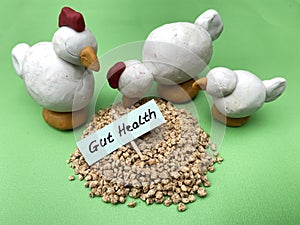 Poultry Gut Health Issues in broiler, Intestinal Health for Good Performance. Problems, treatments and Control.