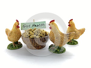 Poultry Gut Health Issues in broiler, Intestinal Health for Good Performance. Problems, treatments and Control.