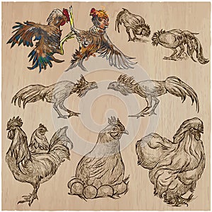 Poultry - An hand drawn vector pack. Freehand sketching.