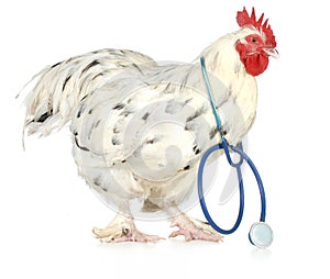 Poultry health photo