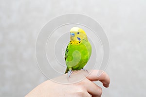 Poultry homemade pet favorite sitting parrot sitting on hand. A green bird is looking at