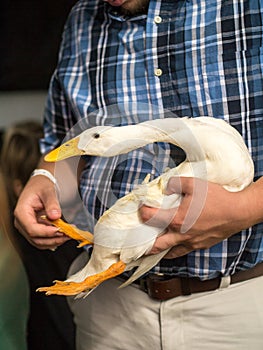 Poultry Judging