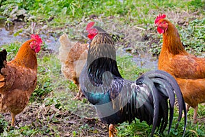 Poultry on the outside, Rooster and chickens,