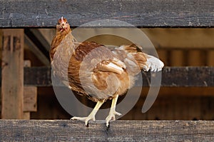 Poultry Pictured