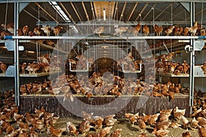 Poultry Pictured