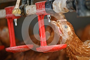 Poultry Pictured - Drinking brown layer pullet (free range) photo