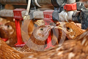 Poultry Pictured