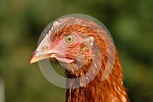 Poultry Pictured - Brown Layer pullets