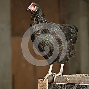 Poultry Pictured