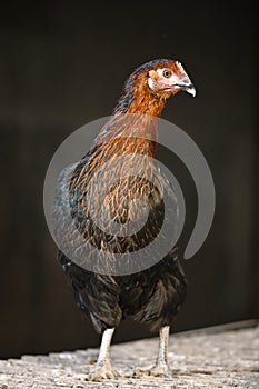 Poultry Pictured