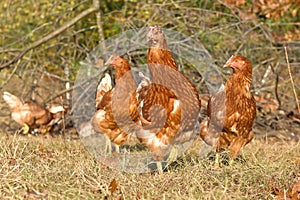 Poultry Pictured - Brown Layer pullets