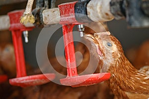 Poultry Pictured - Drinking brown layer pullet (free range)