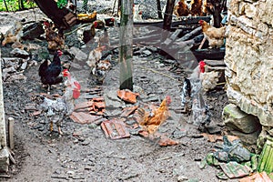 Poultry in a poor Serbian village.