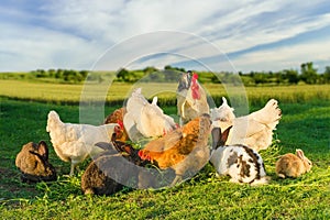 Poultry and rabbits eating together