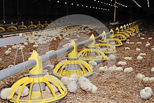 Poultry rearing farm photo