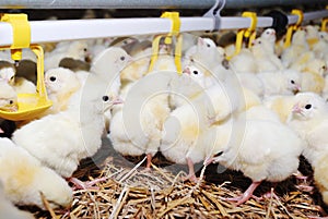 Poultry rearing farm