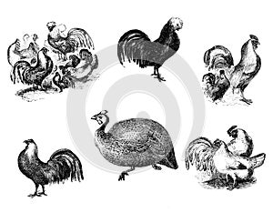 Poultry set of illustrations