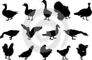 Poultry silhouettes