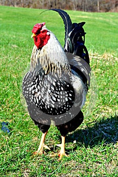 Poultry Silver Wyandotte Rooster posing for the ca