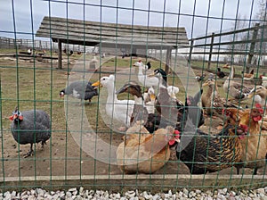 poultry behind bars: chickens, ducks and geese