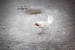 Poultry on a street of Istanbul