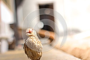 Poultry suffer from coryza snot virus