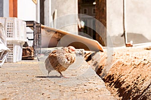 Poultry suffer from coryza snot virus