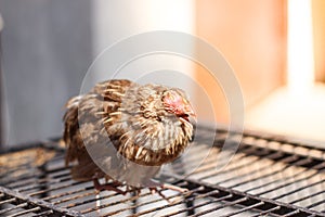 Poultry suffer from coryza snot virus