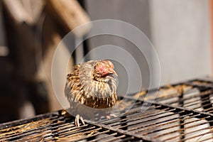 Poultry suffer from coryza snot virus