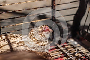 Poultry suffer from coryza snot virus