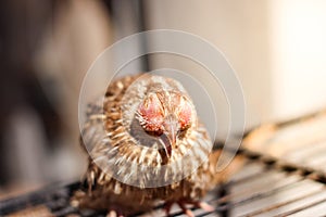 Poultry suffer from coryza snot virus