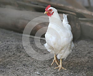 Poultry White chicken on farm, outdoor shooting