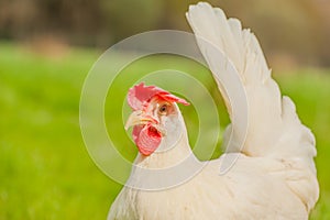 Poultry - White Layer (Free Range)