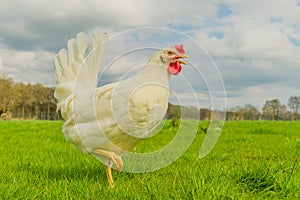 Poultry - White Layer (Free Range)