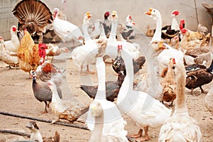 Poultry yard, geese, chickens, ducks, turkeys photo