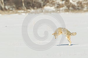 Pouncing Coyote trying to catch dinner in the snow