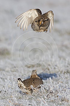 Pouncing on enemy