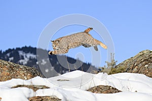 Pouncing on mouse photo