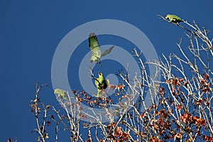 Pouncing Parrot