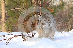 Pouncing on prey