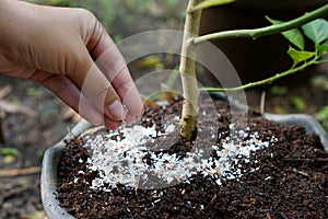 Eggshells as fertilizer photo