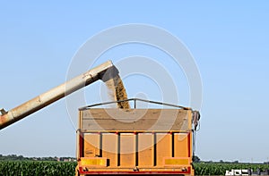 Pouring barley from unloader into the truck, Vojvodina, Serbia