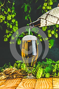 Pouring beer in glass. Still life with beer and hop plant in retro style