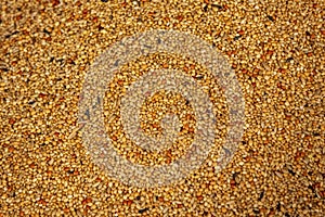 Pouring birdseed for domestic birds