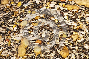 Pouring birdseed for domestic birds