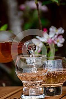 Pouring of brut apple cider from Normandy in glass, France and blossom of apple tree in garden on background on sunny spring day